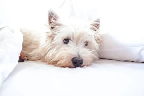 High key image of west highland white terrier westie dog in bed with pillow and sheets with copy space