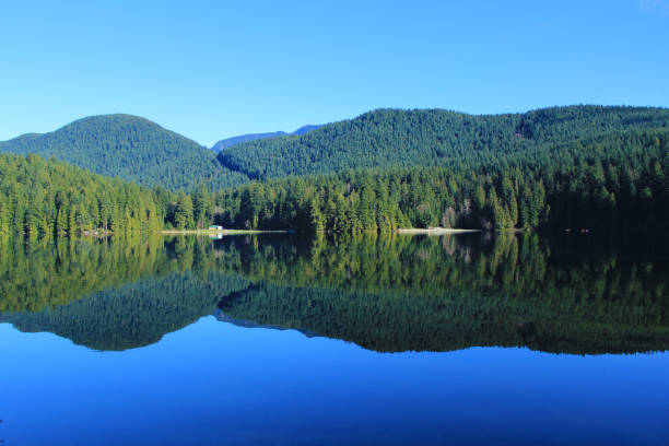 istock Northern Rain forests 854315882
