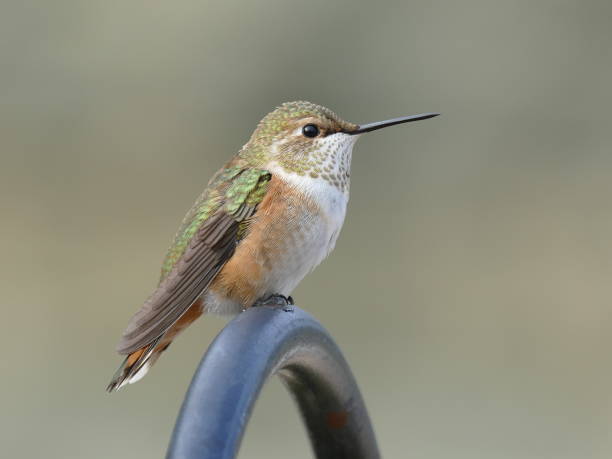 istock Humming bird, United States 854316000