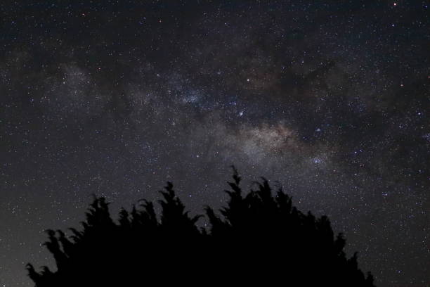 istock Silhouette bush on beautiful milky way on night sky background. 854319682