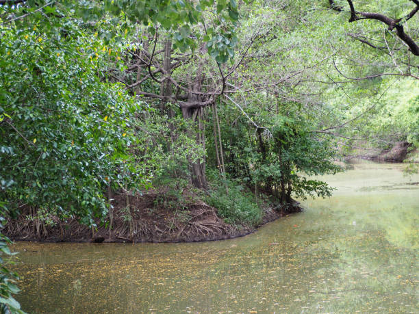 istock Natural landscape forest with the river. 854319982