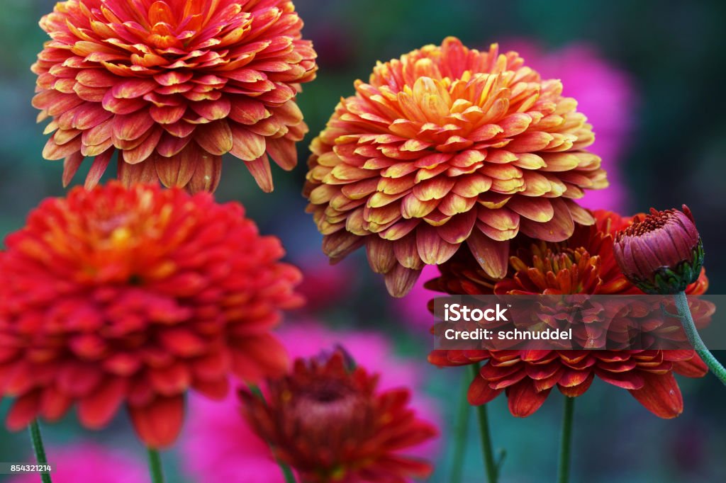 Crisantemo y asters del invierno - Foto de stock de Crisantemo libre de derechos