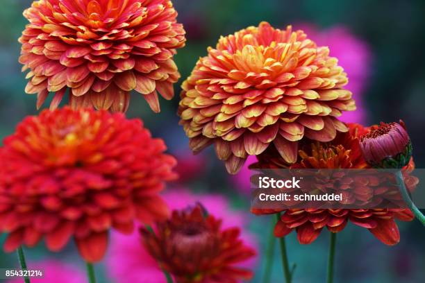 Crisantemo Y Asters Del Invierno Foto de stock y más banco de imágenes de Crisantemo - Crisantemo, Flor, Otoño