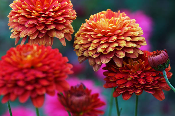 Winter asters and chrysanthemum