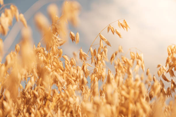 Golden wheat field stock photo