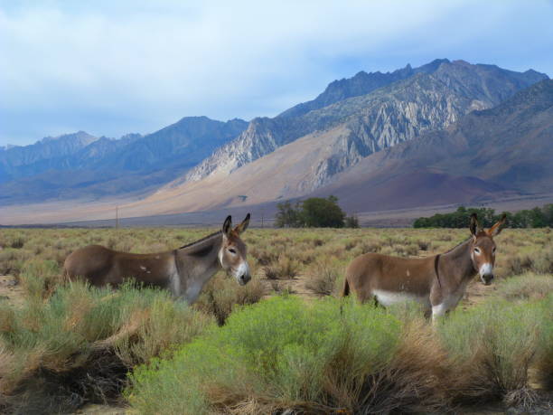 istock American landscape with donkeys 854322072