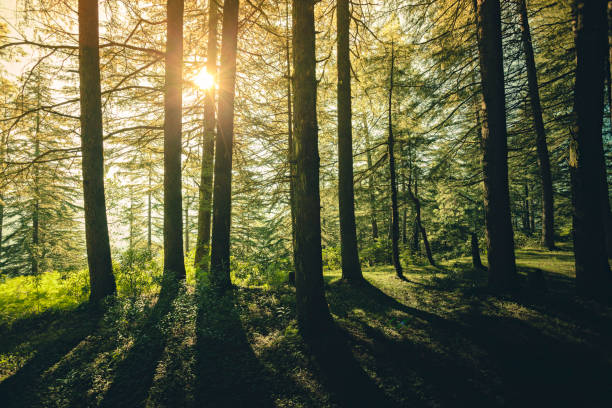 Beautiful autumn forest landscape, bright sun lights break through great pine trees trunks, amazing view of wild nature, fall season concept