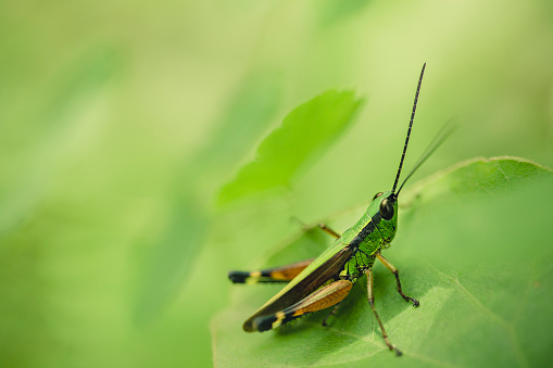 Outdoor close-up, high angle Macro-photography of grasshopper sitting on green leaf in nature. No people,  full length and selective focus with copy space.