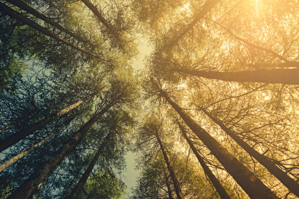 istock Worm eye view of pine trees in woods at dawn. 854325202