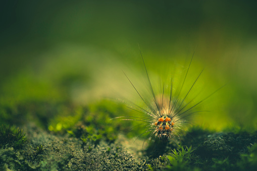 Outdoor macro-photography of caterpillar in nature. No people, selective focus with copy space.