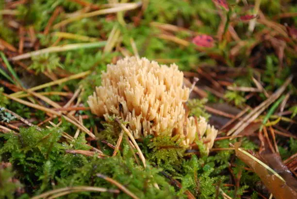 Ramaria aurea is a coral mushroom in the family Gomphaceae grow in the forest.