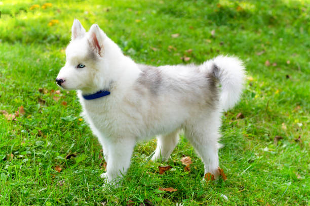 istock Siberian husky puppy playing in green grass 854326728