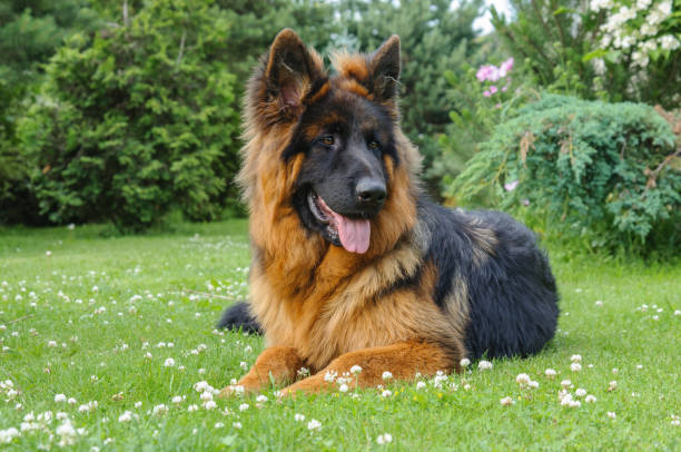 istock Young german shepherd in a garden 854329074