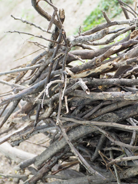 istock abstract of branch on the ground. 854329392