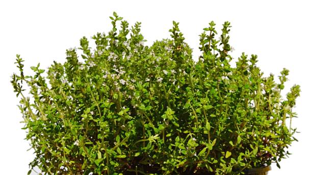 istock Dense growing flowerpot with lemon balm Melissa Officinalis on white background 854335980