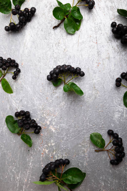 aronia auf grauem hintergrund. aronia beere mit blatt. ansicht von oben. kopieren sie raum. - berry fruit fruit ash autumn stock-fotos und bilder