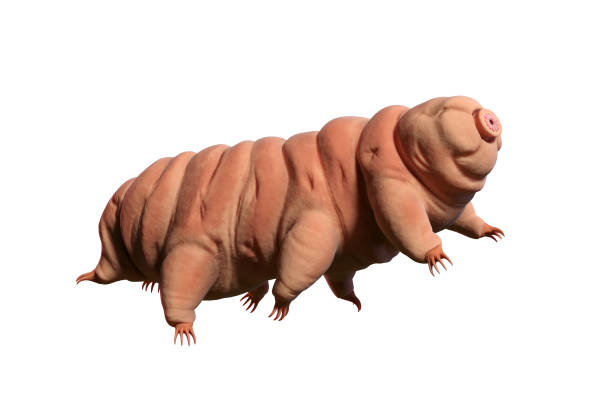 istock tardigrade, water bear isolated on white background, 3d illustration 854342816