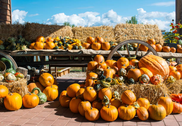 istock Still life with organic pumpkins in the hay. 854345936