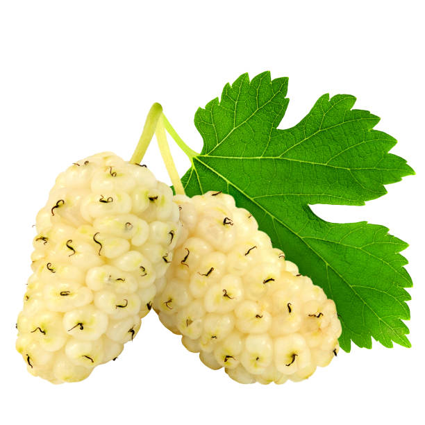 istock Fresh ripe white mulberry berries with leaves. 854346638
