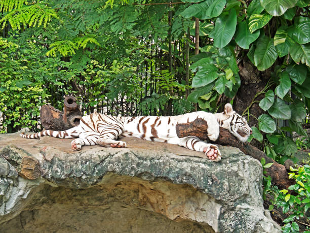 istock Skinny Tiger Sleep on The Rock 854346750