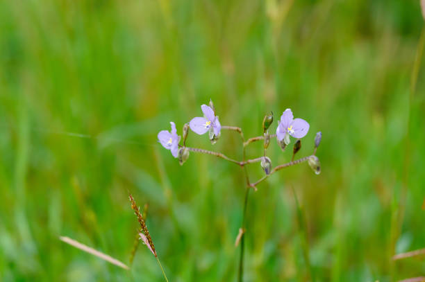 istock Murdannia giganteum 854353078