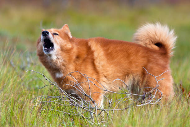 barking finnish spitz finnish spitz barking during the hunting finnish spitz stock pictures, royalty-free photos & images