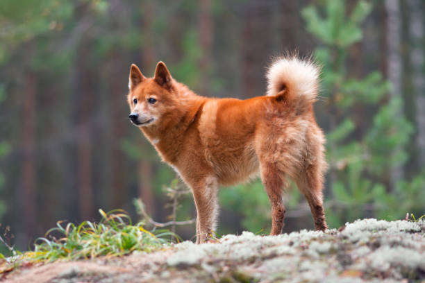 finnish spitz on the blurred background hunting dog finnish spitz on the blurred background finnish spitz stock pictures, royalty-free photos & images