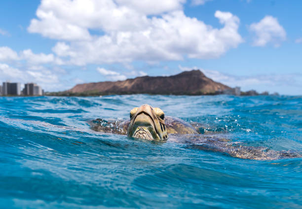 Turtle of Waikiki Sea Turtle, Waikiki Beach Hawaii waikiki stock pictures, royalty-free photos & images