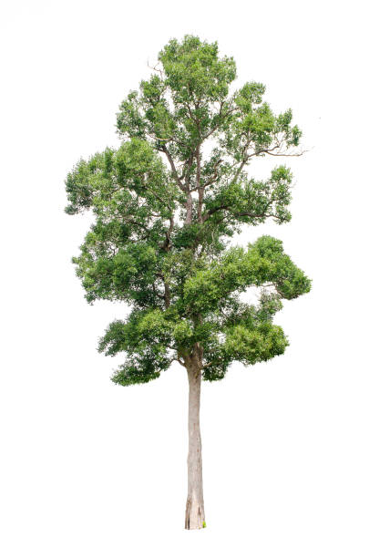 istock Set of isolated trees on white background. 854382788