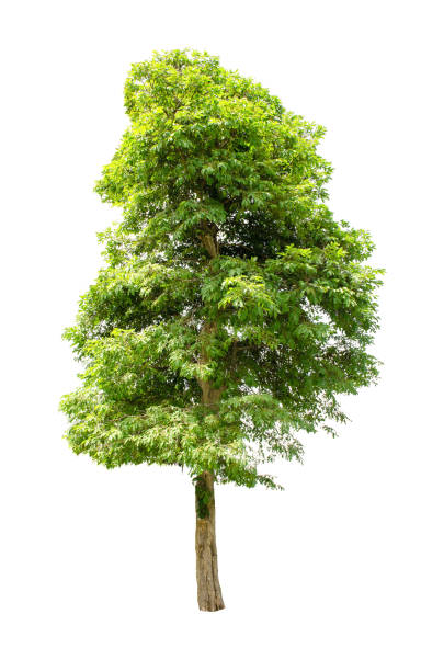 istock Set of isolated trees on white background. 854385146