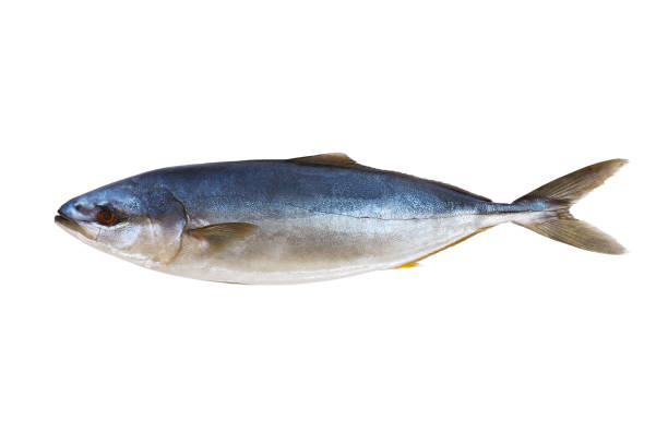 istock Tuna fresh fish isolated on a white background 854385508