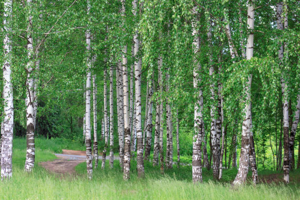 istock Birch grove with beautiful green trees. 854386046