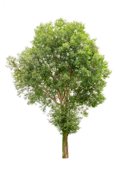 istock Set of isolated trees on white background. 854386348