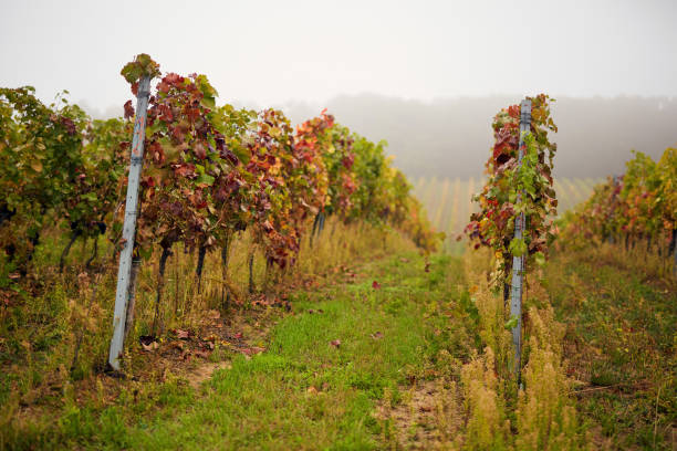 istock Autumn colorful vineyards with fog 854386604