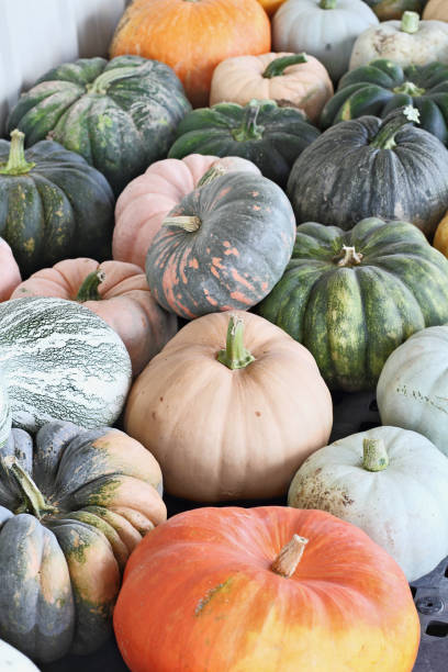 istock Colorful Pumpkins from the Field 854390094