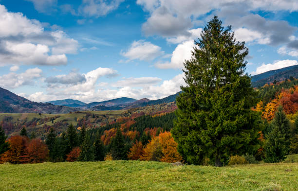 istock giant spruce tree in mountainous autumnal scenery 854390270
