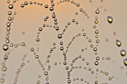 Early morning dew drops on a spider web on a late summer morning