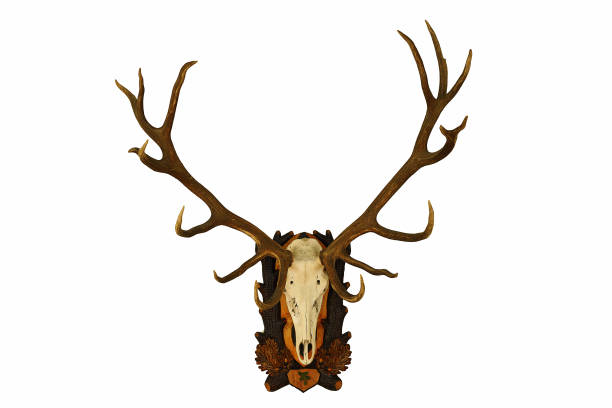 istock beautiful large red deer hunting trophy over white background 854393108