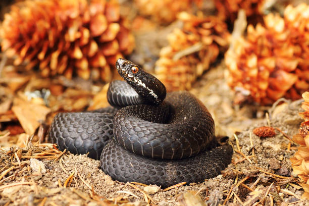 black common viper on forest ground black common viper on forest ground, defensive position ready to strike ( Vipera berus, female ) squamata stock pictures, royalty-free photos & images