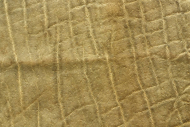 detailed african elephant pelt, animal texture ( Loxodonta africana )
