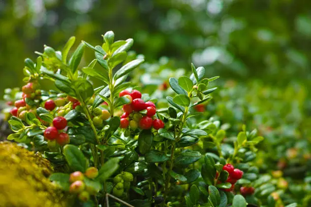 Red ripe cowberry, hilberry, cranberry plant in the forest