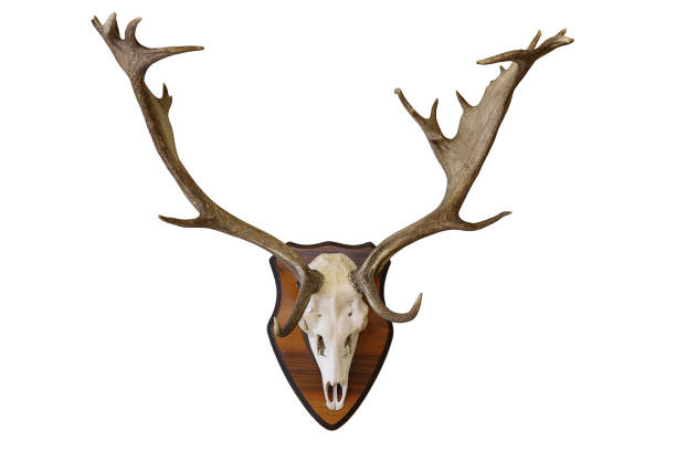 istock fallow deer stag hunting trophy isolated on white background 854394134