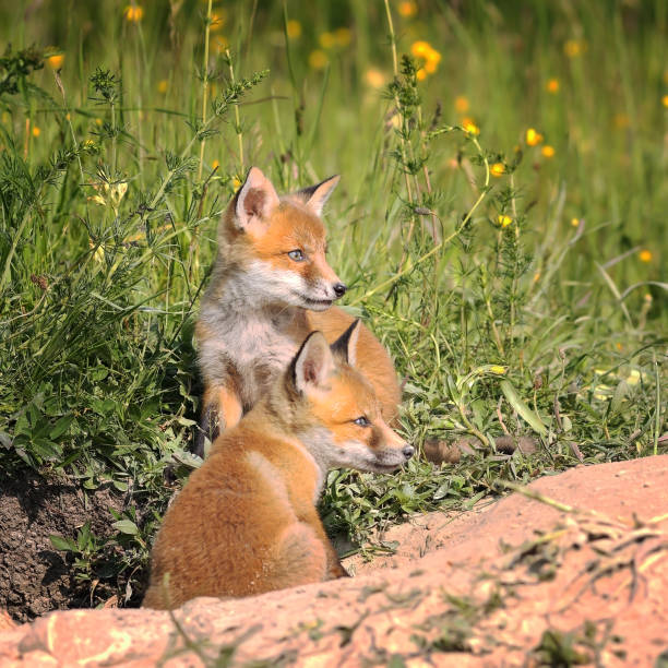 istock fox cubs near the burrow in spring 854395026