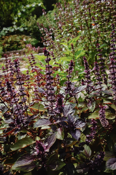 istock Fresh aromatic herbs basil plant in the garden 854395282