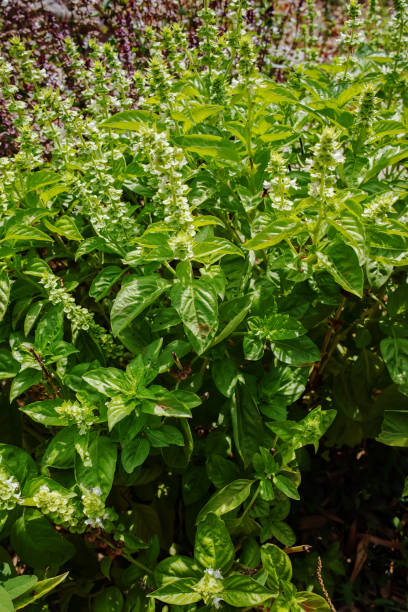 istock Fresh aromatic herbs basil plant in the garden 854396262