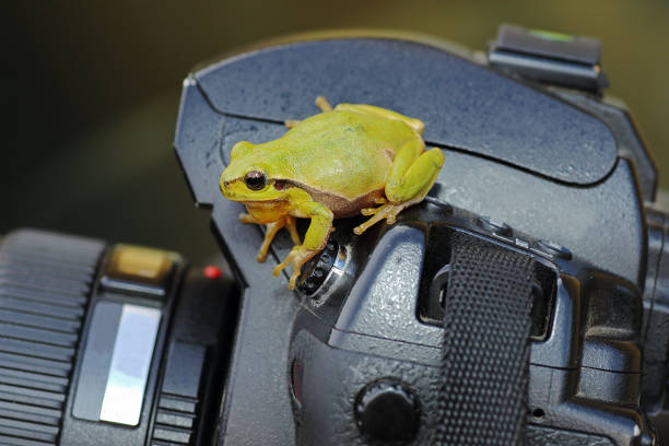 istock green tree frog standing on photo camera 854396278