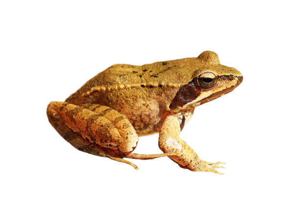 wood frog in dry grass. Lithobates sylvaticus, Rana sylvatica. Animal camouflage.