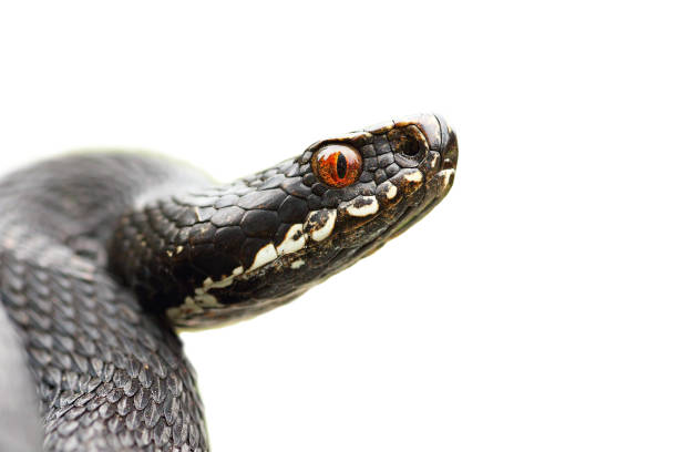 isolated portrait of black common viper isolated portrait of black common viper ( Vipera berus, isolation over white background ) common adder stock pictures, royalty-free photos & images