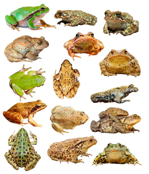 large collection of isolated frogs and toads large collection of isolated frogs and toads ready for your design glass frog stock pictures, royalty-free photos & images