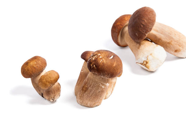 istock Several porcini mushrooms known as boletus edulis isolated on white 854396746